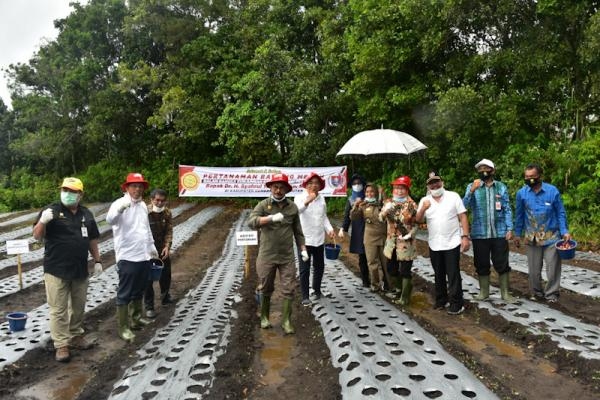 Mentan Optimis Humbahas Jadi Sentra Bawang Putih dan Merah